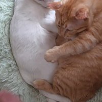 くっついている2匹の猫