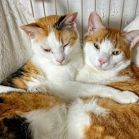 寄り添う猫たち