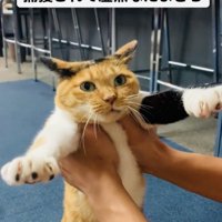 抱っこされる看板猫