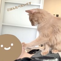 横になっている飼い主の上に乗りアゴに手を乗せている猫