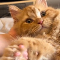 前足を伸ばす茶色の子猫