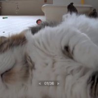 猫と見守りカメラ
