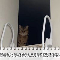 物陰から見つめてくる猫