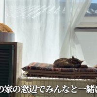 日向ぼっこする3匹の猫
