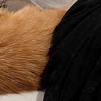 茶トラの背中のアップ