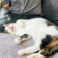 仰向けで寝ている猫