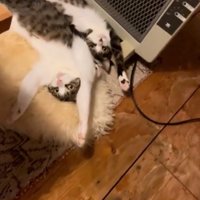 ストーブ前を陣取る猫