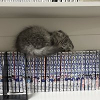 本棚に乗る子猫