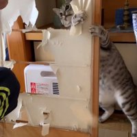 障子の紙に手を入れる猫