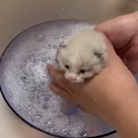 お風呂に入れられている子猫