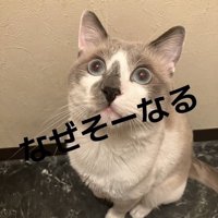 床に座って上目遣いの白グレー猫