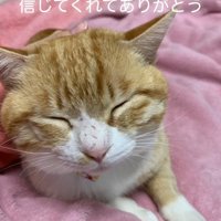 目を細める猫