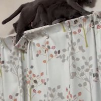 無理やり通ろうとする猫