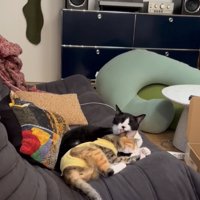 トラ猫をグルーミングする黒白猫