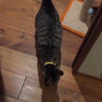寝室に入る猫