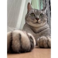 室内にいる猫
