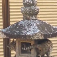 お互いのしっぽを追いかける2頭の猫