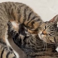 大きい猫のお腹を揉みながら目を細める小さい猫