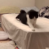 前足を伸ばす猫