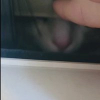 郵便受けから出てくるミックス猫の鼻