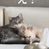 睨む猫