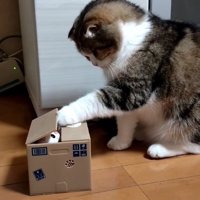猫のオモチャが入っている箱に手を入れる猫