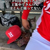 ベンチで戯れる子猫と球児