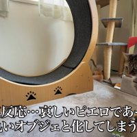 テロップ「極めて塩対応～」