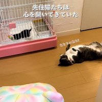 子猫を見守る猫