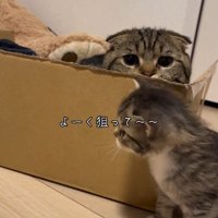 ダンボールの陰からこちらを覗く猫