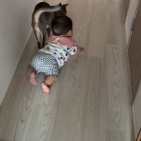 猫とハイハイする赤ちゃん