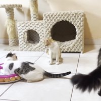 3匹の猫