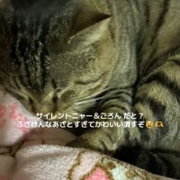 毛布の上で丸くなって寝ている猫