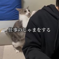 人の後ろにいる猫