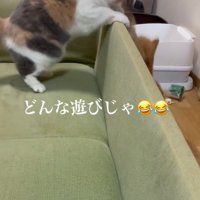 ソファから身を乗り出して茶トラ猫を見つめる三毛猫