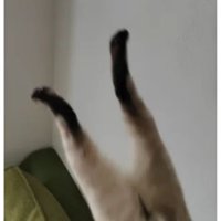 落ちている猫