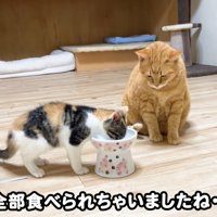 テロップ「全部食べられちゃいましたね」