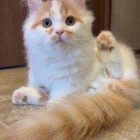 座り込みながら後ろ足を上げている子猫