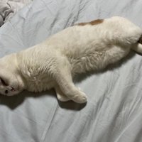 室内にいる猫