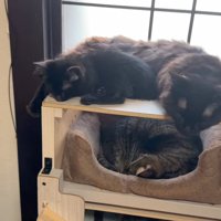寝ている猫たち