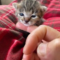 人の指に頭を乗せる子猫