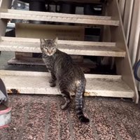 階段に前足をかけて振り返っている猫
