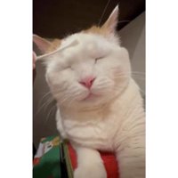綿棒と猫