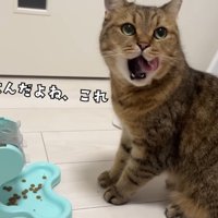 ごはんだよね、これ