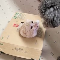 顔を出すじゅんちゃん