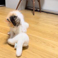 ぬいぐるみに移動したうなぎちゃん