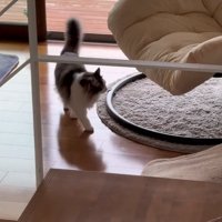 チェアを見る猫