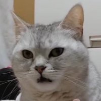 飼い主の足から顔を離す猫