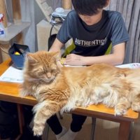 目を閉じる猫
