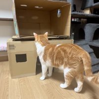 見る猫